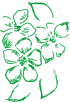 Apple flowers. Drawing by Johanne L. G. Michaelsen.