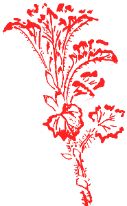 Nettle. Drawing by Johanne L. G. Michaelsen.