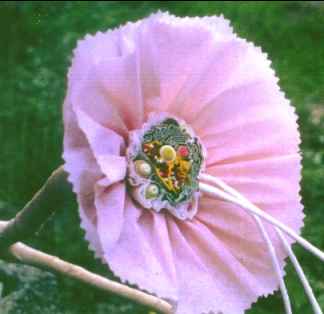 Nærbilde av 17. juni-blomst.